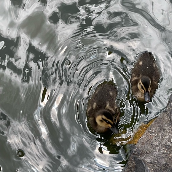 Meet your Posher, Abbey - Picture 1 of 1